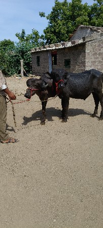 પાડો વેચવાના છે