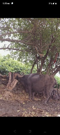વેચવાની છે