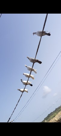 5 kabutar deva na se full udan 5