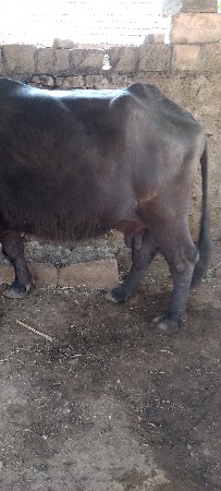 વેતર.બીજુ.પદર.દિવસ.ની.વાર