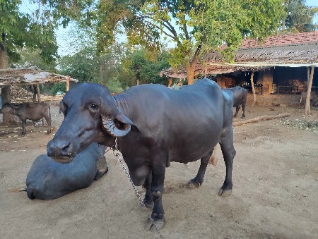એક મયના ની કાસી જાફરાબાદ ટોપલ
