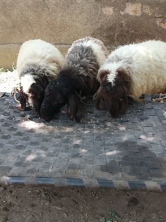 સીમાસી મેંદરડા જુનાગઢ
