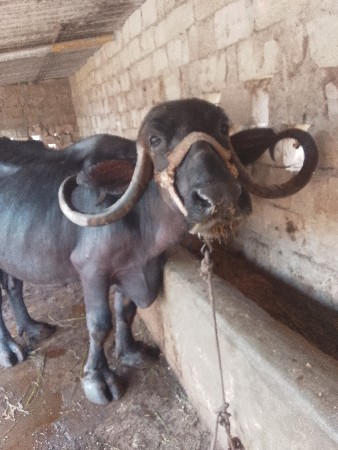 ભેંસ વેચવાની છે