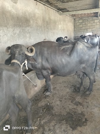 ભેંસ વેચવાની સે