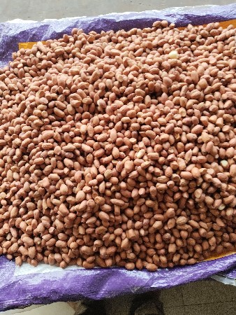 જીવીશ મગફળી બિયાણ વેચવાનું છે