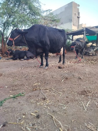 gir krosh gay vechvani che