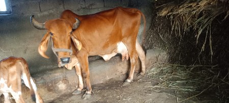 ગાય વેચવા ની છે