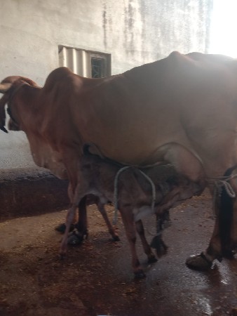 વિયાણેલ છે