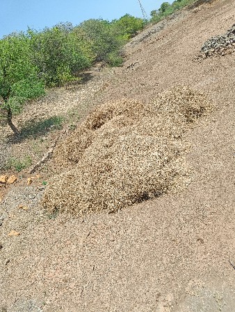મંગના દૈળા