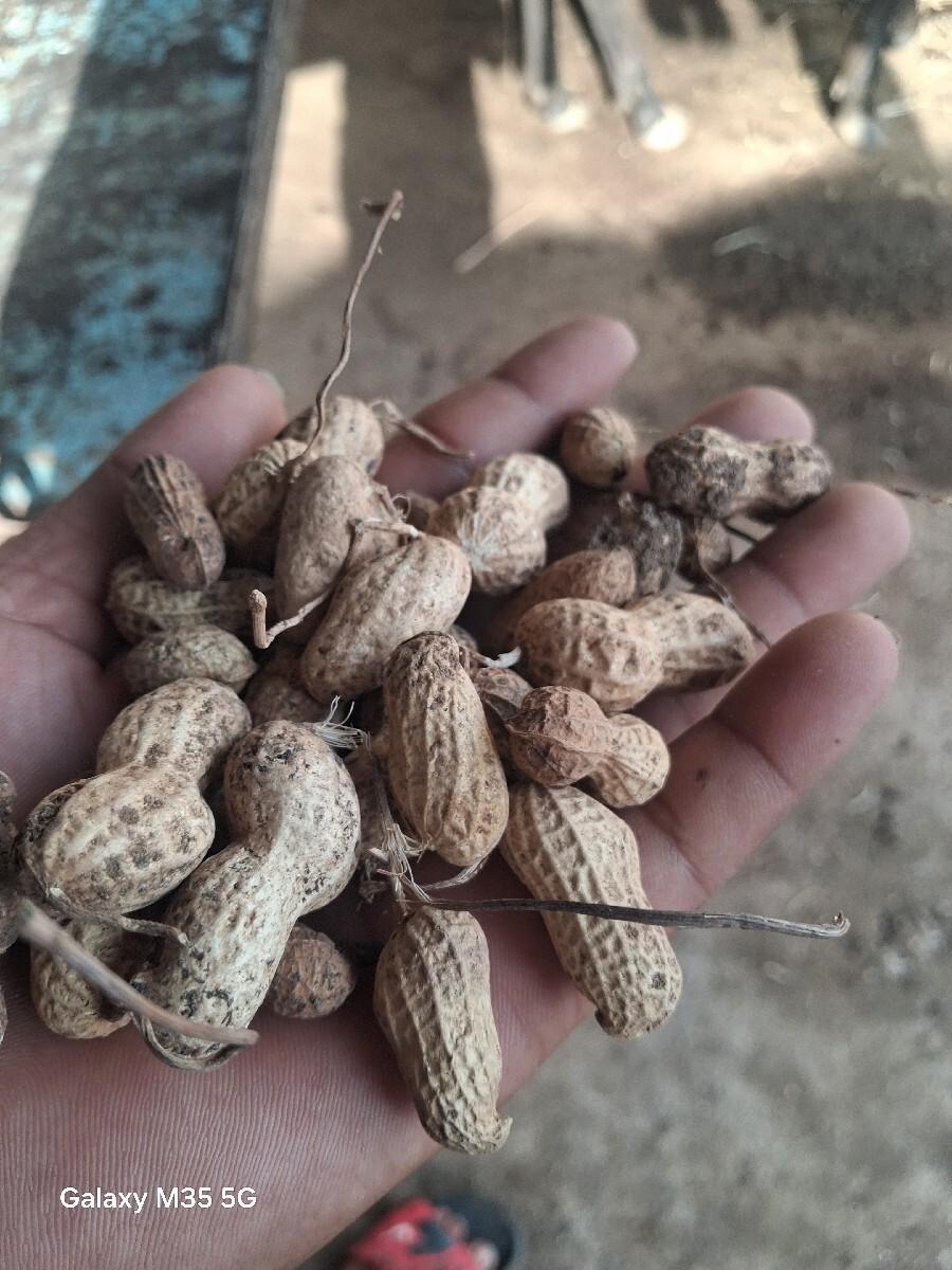 39 નંબર મગફળી વેચવા ની છે