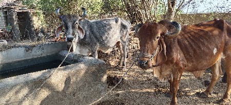 બળદ વેસવાના છે