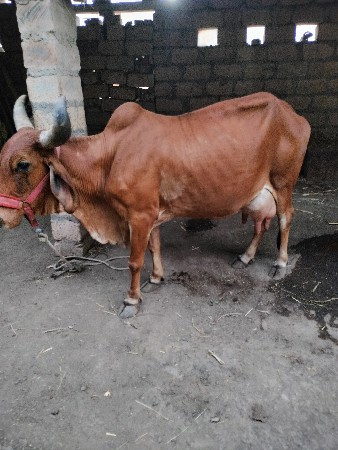 દેશી ગાય વેચવાની છે દુજણી