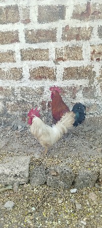 2 મરઘા દેશી વેચવાના છે