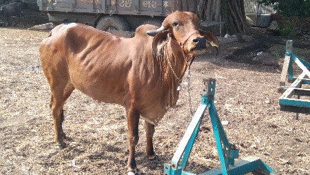 હોળકી વેચવાની છે
