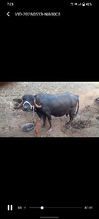 ભેંસ વેચવાની છે