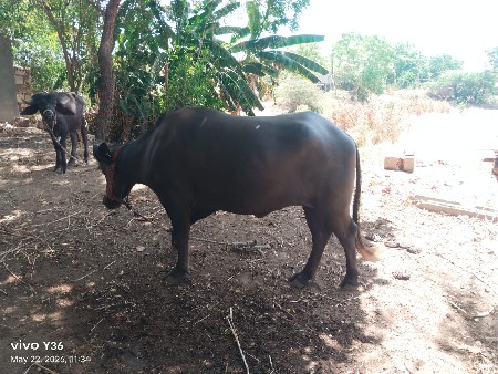 ખડેલા