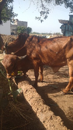 હોડકી
