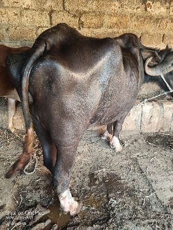 પેલુ વેતર 8થી 10 દિવસ ની વાર