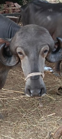 ખડાય