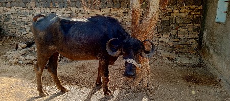 ખોડા ફોન નો કરવા
