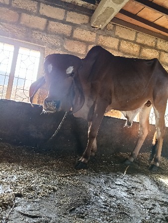 vasdo