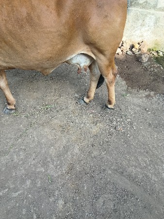 ગાઇ.વેચવાનીછે