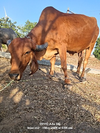 ગાય વેચવાની છે.