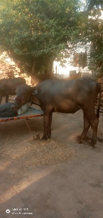 4 ખડેલા વેચવાના છે