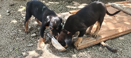 orijanal rotvilar dog