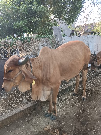 ગાય વેચવાની છે