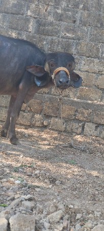 ચાર વર્ષની જાફરાબાદી કરેલી