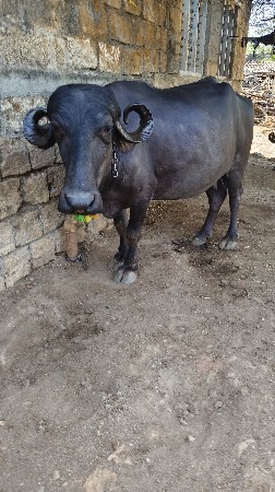 ભેંસ વેચવાની છે