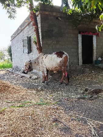 ગાય વેચવાની છે