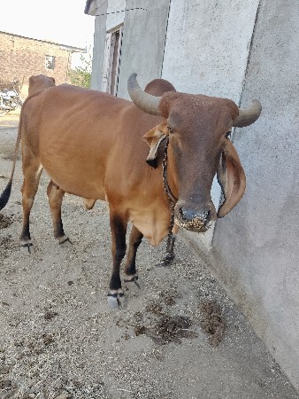 1.2દીવનીકાછી