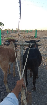 4_4દાતે છે