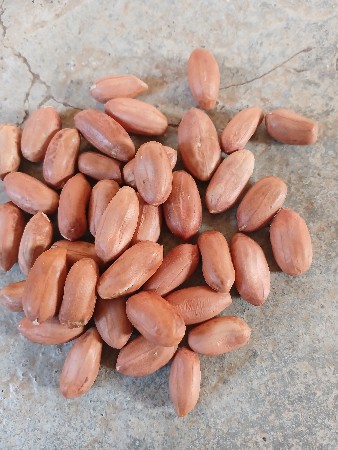 39  નંબર  માંડવી ના દાણા