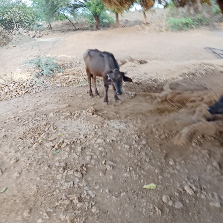 પાડી.વેસવાની.સે