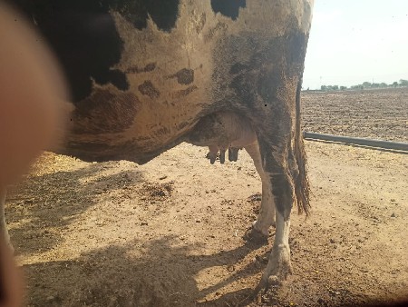 7 દિવસ ની કચી