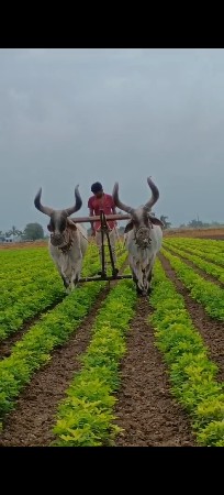 આ બડધ વેચવાના છે