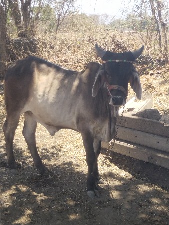 બળદ વેચવાના છે
