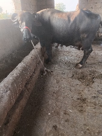 ખડેલી લેવાની છે