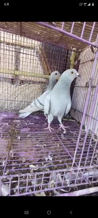Silver per