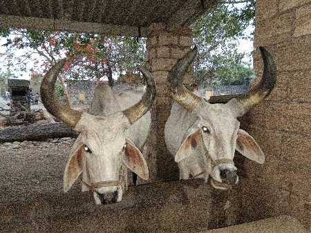 બળદ વેચવાના છે