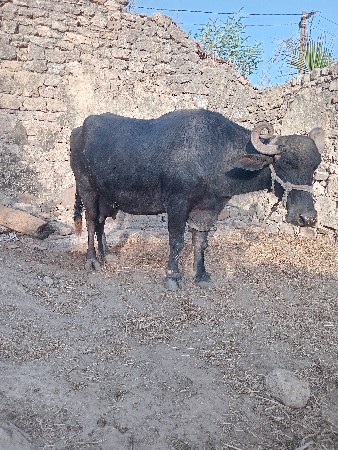 bhes 3ju vetar