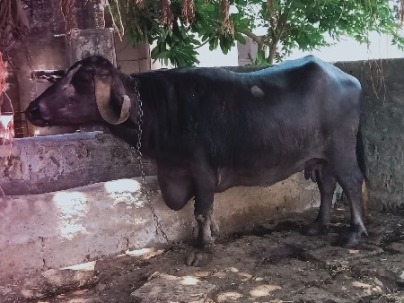 ભેંસ વેચવાની છે