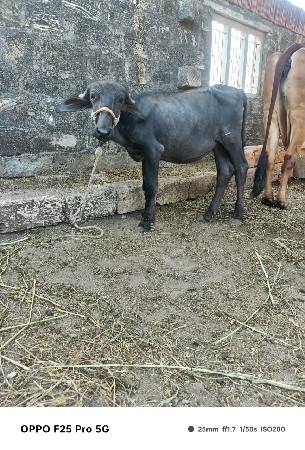 વેસવા ની છે