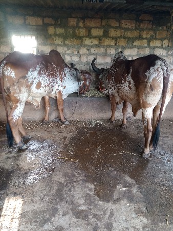 બરધ  વેચવાના છે