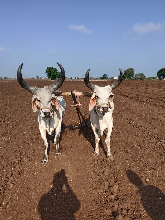 પેલી ધરના છે વાછડા બહુ સારા છે