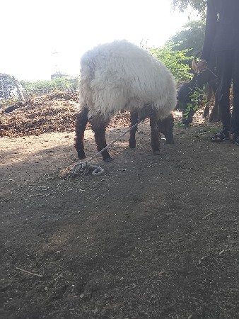 દોઢ વર્ષ
