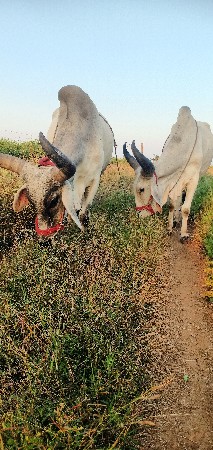 બળદ વેચવાના છે